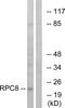 DNA-directed RNA polymerase III subunit H antibody, GTX86969, GeneTex, Western Blot image 