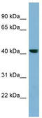 Putative protein PLEKHA9 antibody, TA345104, Origene, Western Blot image 