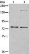 Activating Transcription Factor 6 Beta antibody, PA5-67534, Invitrogen Antibodies, Western Blot image 