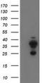 Cytochrome B5 Reductase 2 antibody, NBP2-01015, Novus Biologicals, Western Blot image 