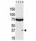 Aurora Kinase C antibody, F50014-0.4ML, NSJ Bioreagents, Western Blot image 