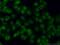 Quiescin Sulfhydryl Oxidase 1 antibody, 11064-1-AP, Proteintech Group, Immunofluorescence image 