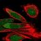 Norrin Cystine Knot Growth Factor NDP antibody, NBP1-84769, Novus Biologicals, Immunofluorescence image 