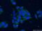 Aconitase antibody, 11134-1-AP, Proteintech Group, Immunofluorescence image 