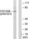 Cell Division Cycle 25B antibody, LS-C198776, Lifespan Biosciences, Western Blot image 