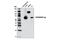 FLAG antibody, 8146S, Cell Signaling Technology, Western Blot image 