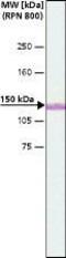 Myosin VA antibody, PA1-24949, Invitrogen Antibodies, Western Blot image 