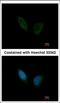 Phosphorylase Kinase Regulatory Subunit Alpha 1 antibody, MBS837230, MyBioSource, Immunofluorescence image 