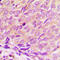 Histone Deacetylase 3 antibody, LS-C353111, Lifespan Biosciences, Immunohistochemistry frozen image 