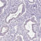 Protamine 1 antibody, HPA055150, Atlas Antibodies, Immunohistochemistry paraffin image 