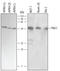PKACA antibody, MAB4175, R&D Systems, Western Blot image 