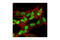 RB Transcriptional Corepressor 1 antibody, 9309S, Cell Signaling Technology, Immunocytochemistry image 