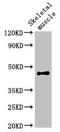 Olfactomedin-like protein 3 antibody, LS-C678902, Lifespan Biosciences, Western Blot image 