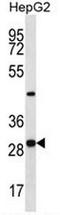 Pyridoxal Phosphate Binding Protein antibody, AP53452PU-N, Origene, Western Blot image 
