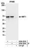 N-Myristoyltransferase 1 antibody, A304-254A, Bethyl Labs, Immunoprecipitation image 