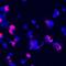 HERV-H LTR-Associating 2 antibody, MAB80841, R&D Systems, Immunofluorescence image 
