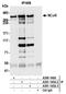 Nuclear Receptor Corepressor 1 antibody, A301-145A, Bethyl Labs, Immunoprecipitation image 
