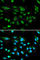 Autoimmune Regulator antibody, A1767, ABclonal Technology, Immunofluorescence image 
