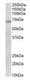Protein DBF4 homolog A antibody, orb22513, Biorbyt, Western Blot image 