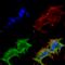 ARF GTPase-activating protein GIT1 antibody, SMC-413D-P594, StressMarq, Immunofluorescence image 