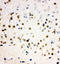 SNK antibody, LS-C313514, Lifespan Biosciences, Immunocytochemistry image 