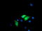Dolichyl-diphosphooligosaccharide--protein glycosyltransferase subunit 1 antibody, TA503649, Origene, Immunofluorescence image 