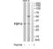 Fibroblast Growth Factor 13 antibody, TA313871, Origene, Western Blot image 