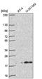MAX Dimerization Protein 4 antibody, HPA053363, Atlas Antibodies, Western Blot image 