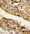 Serpin Family F Member 1 antibody, LS-C100901, Lifespan Biosciences, Immunohistochemistry frozen image 