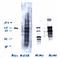 Progesterone Receptor  Phospho antibody, orb76786, Biorbyt, Western Blot image 