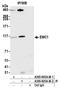 ER Membrane Protein Complex Subunit 1 antibody, A305-605A-M, Bethyl Labs, Immunoprecipitation image 