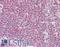 APOBEC1 Complementation Factor antibody, LS-B9393, Lifespan Biosciences, Immunohistochemistry paraffin image 