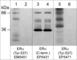 Estrogen Receptor 1 antibody, EM5451, ECM Biosciences, Western Blot image 