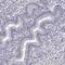 DEAD-Box Helicase 25 antibody, PA5-54159, Invitrogen Antibodies, Immunohistochemistry frozen image 