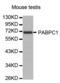 Poly(A) Binding Protein Cytoplasmic 1 antibody, abx000738, Abbexa, Western Blot image 
