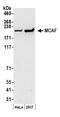 Activating Transcription Factor 7 Interacting Protein antibody, A300-169A, Bethyl Labs, Western Blot image 