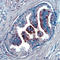 Ccn3 antibody, AF1640, R&D Systems, Immunohistochemistry paraffin image 
