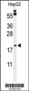 Peroxisomal membrane protein 2 antibody, 64-159, ProSci, Western Blot image 