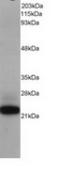 Protein max antibody, TA302711, Origene, Western Blot image 