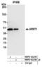 Acidic Residue Methyltransferase 1 antibody, NBP2-61235, Novus Biologicals, Western Blot image 