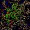 CD68 Molecule antibody, A500-018A, Bethyl Labs, Immunofluorescence image 