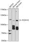 Protocadherin-10 antibody, 13-464, ProSci, Western Blot image 