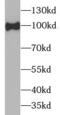 Potassium/sodium hyperpolarization-activated cyclic nucleotide-gated channel 1 antibody, FNab03787, FineTest, Western Blot image 