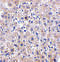 DNA Damage Regulated Autophagy Modulator 1 antibody, 4033, ProSci, Immunohistochemistry frozen image 
