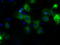 Cytochrome P450 Family 1 Subfamily A Member 2 antibody, M00598-1, Boster Biological Technology, Immunofluorescence image 