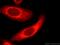 Centrosomal Protein 63 antibody, 16268-1-AP, Proteintech Group, Immunofluorescence image 