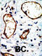 Nuclear receptor corepressor 1 antibody, 55-711, ProSci, Immunohistochemistry paraffin image 