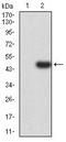 Iduronate 2-Sulfatase antibody, orb157616, Biorbyt, Western Blot image 