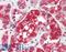 Iduronidase Alpha-L- antibody, LS-B11641, Lifespan Biosciences, Immunohistochemistry paraffin image 