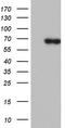 Phosphatidylinositol-4,5-bisphosphate 3-kinase catalytic subunit delta isoform antibody, CF801780, Origene, Western Blot image 